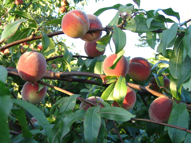 Peaches on a Tree — Green