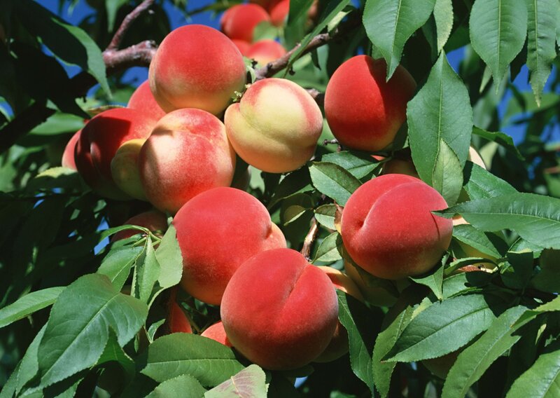 Peaches on a Tree — Red, Natural