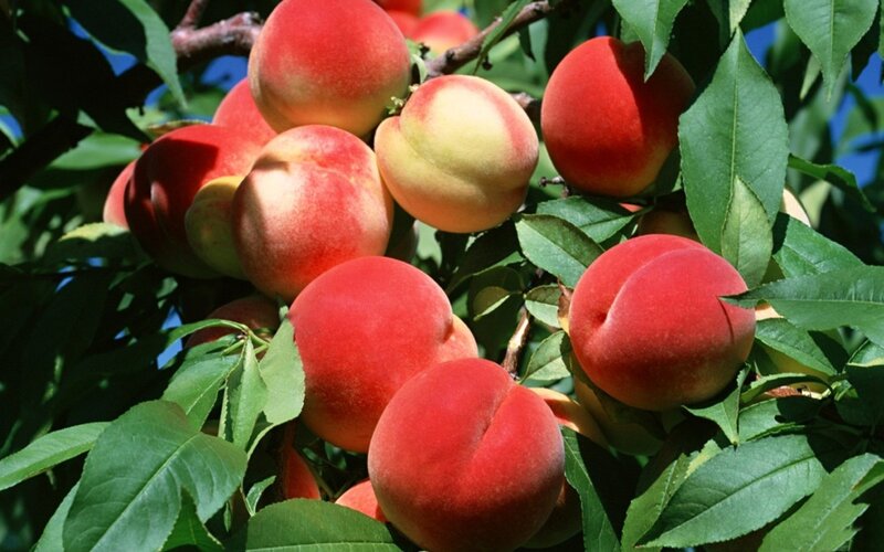 Peaches on a Tree — Red