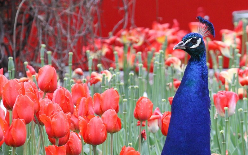 Peacock Among Tulips