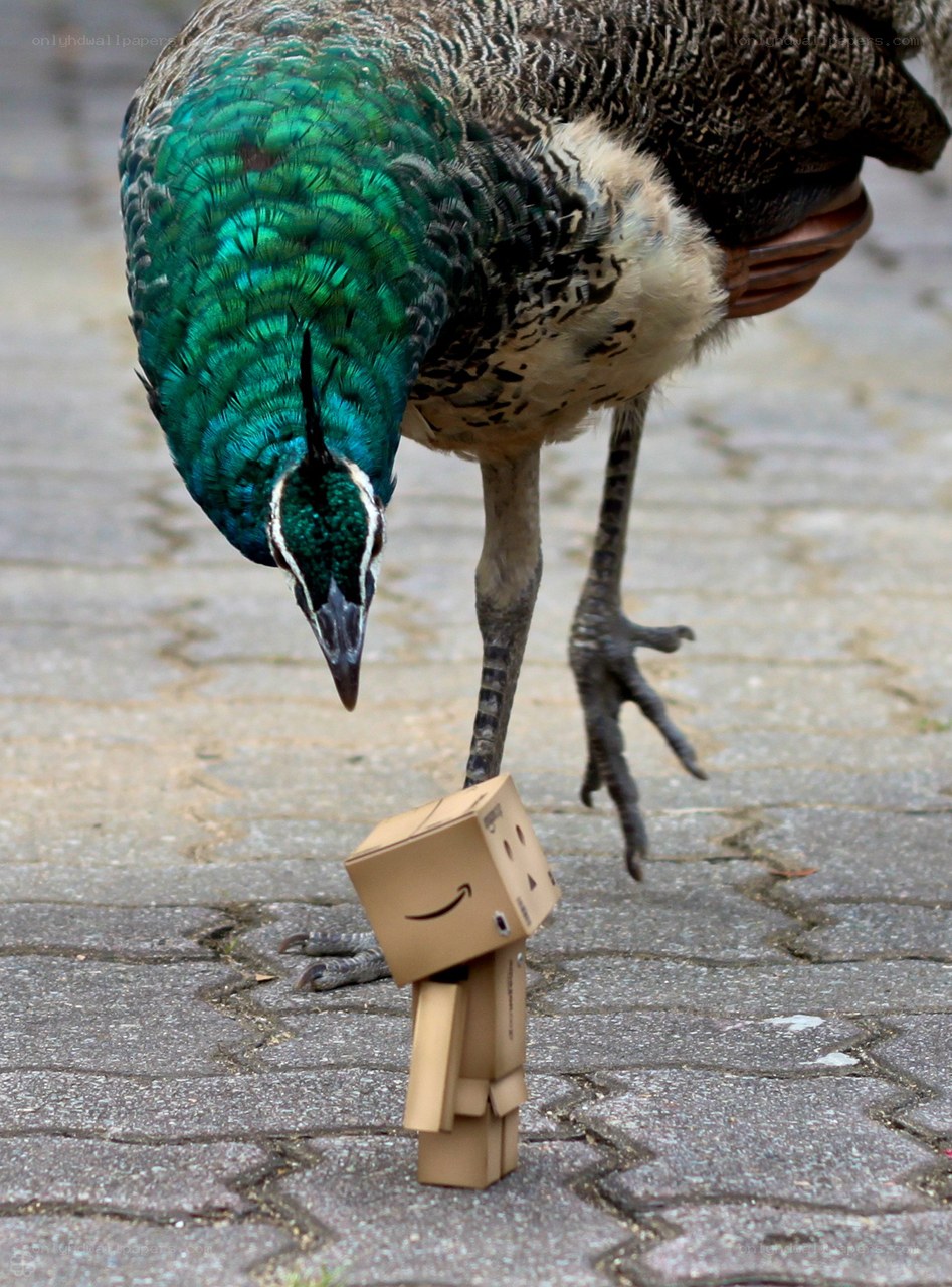 peacock and cardboard robot