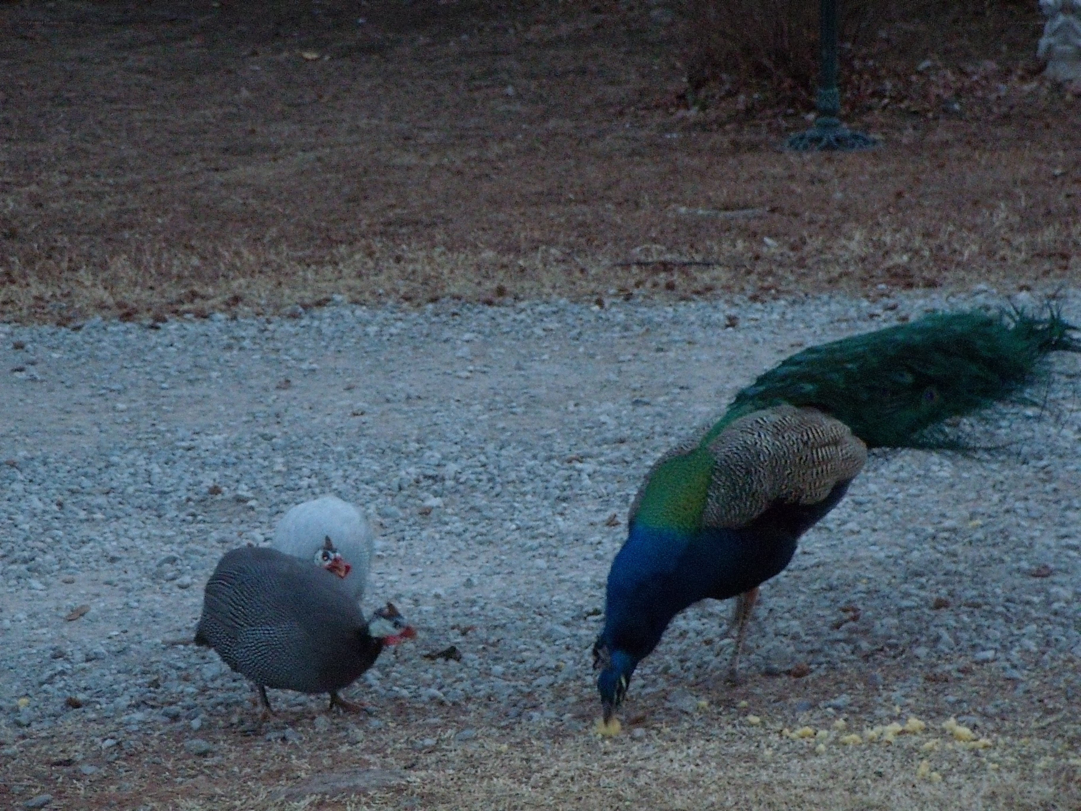 Peacock and guinea fowl foraging