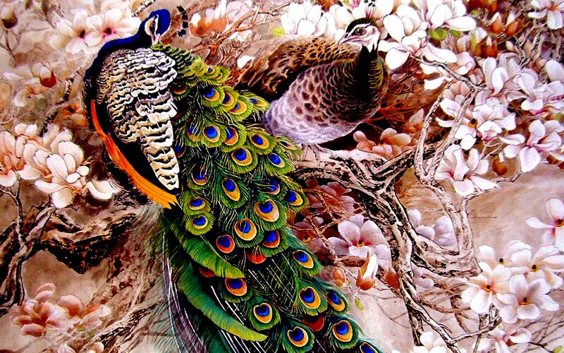 Peacock and Peahen