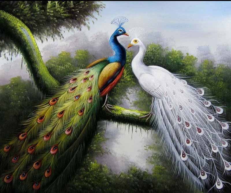 Peacock and White Peafowl