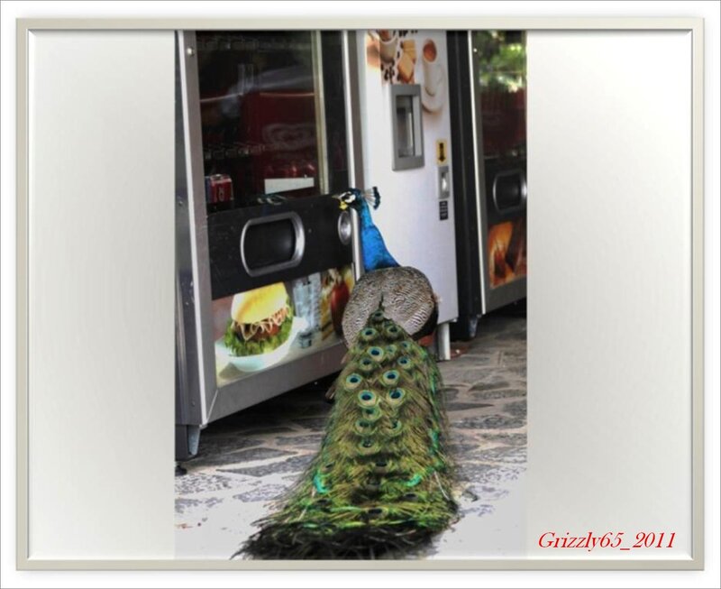 Peacock at Vending Machine