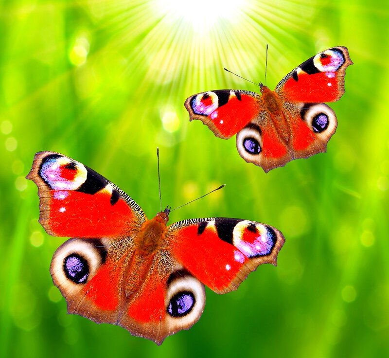 Peacock Butterflies — Green
