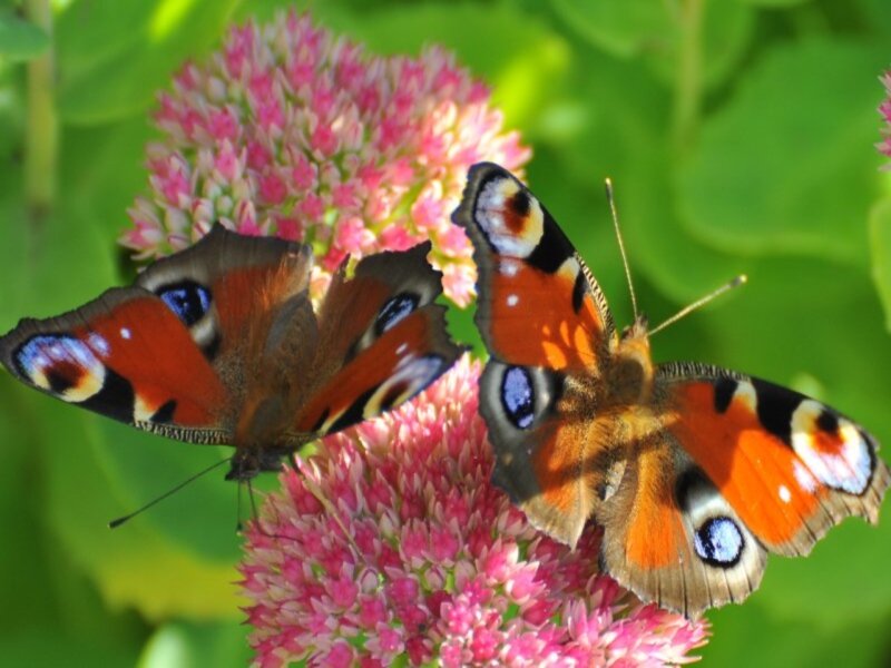 Peacock Butterflies on Flowers — Green