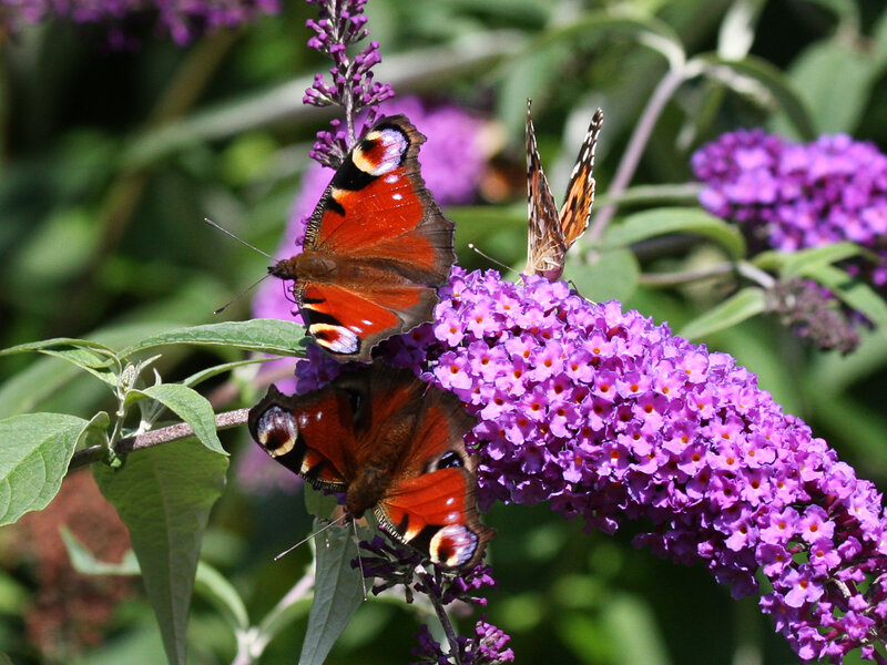 Peacock Butterflies on Flowers — Purple, Calm
