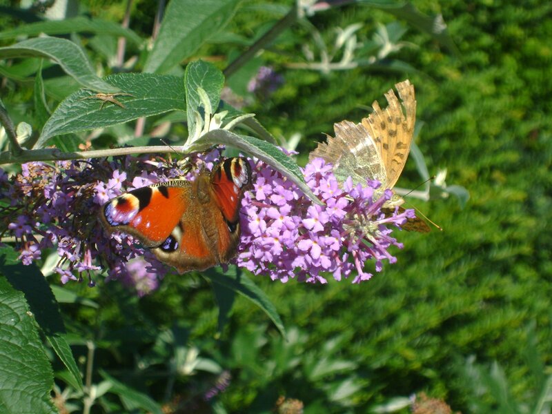 Peacock Butterflies on Flowers — Purple
