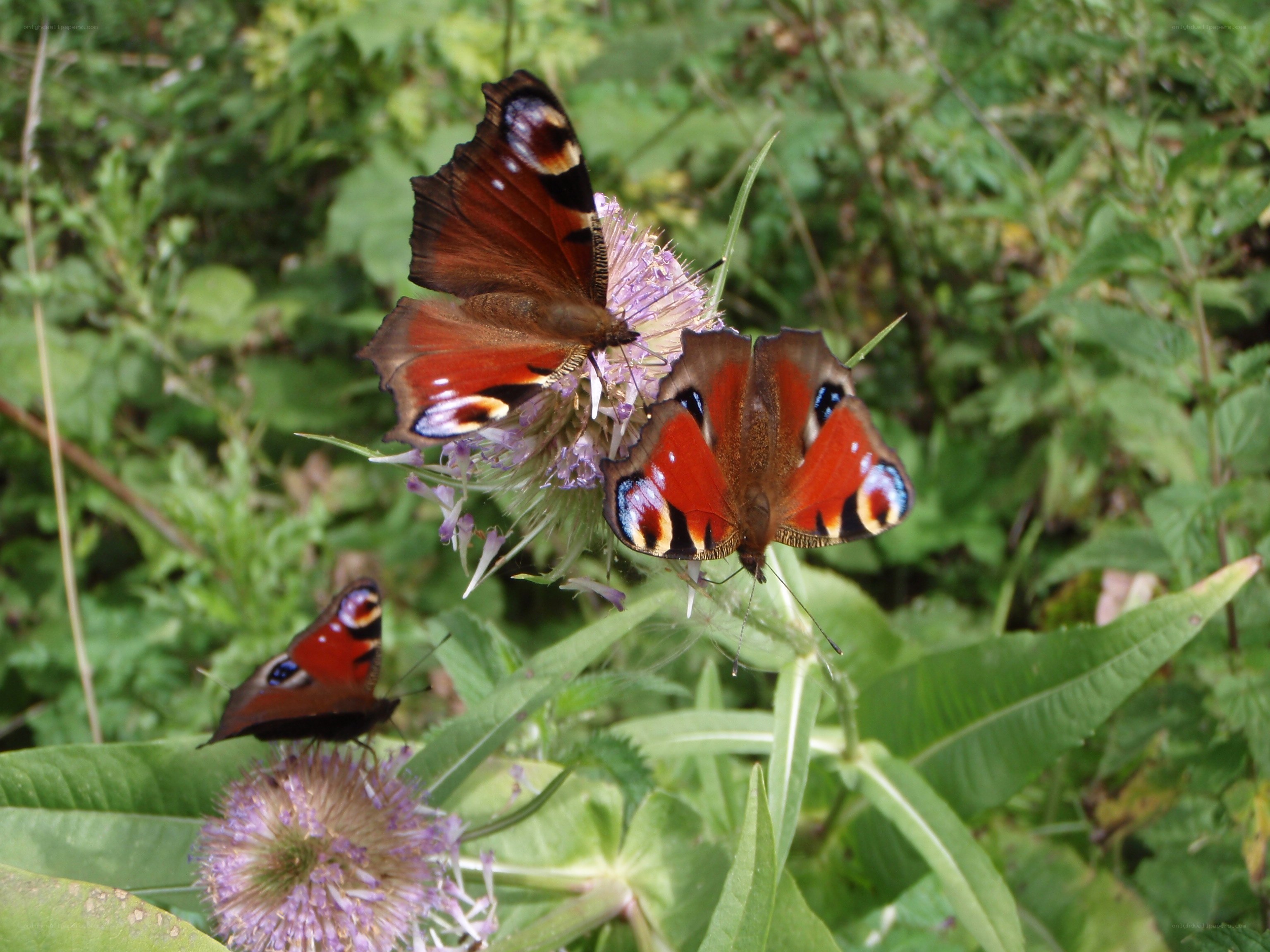 Peacock butterflies on flowers