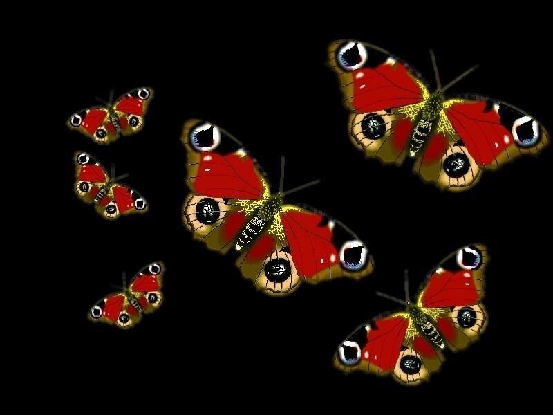 Peacock Butterflies