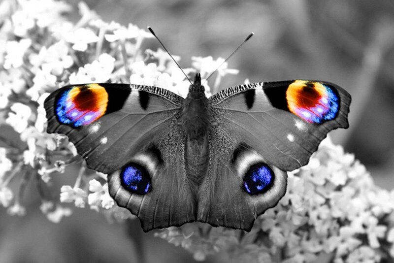 Peacock Butterfly — Blue, Dramatic