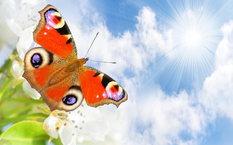 Peacock Butterfly — Blue, Serene