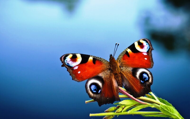 Peacock Butterfly — Blue