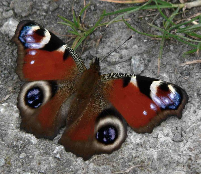 Peacock Butterfly — Brown, Calm, Photograph