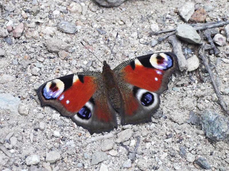 Peacock Butterfly — Brown, Calm