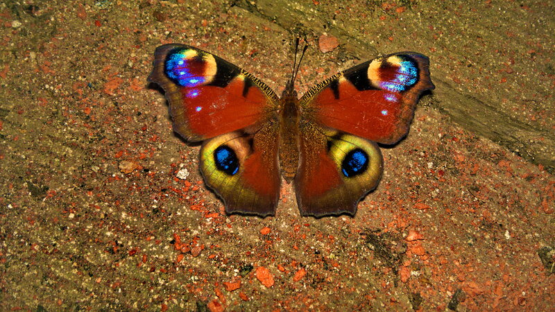 Peacock Butterfly — Brown