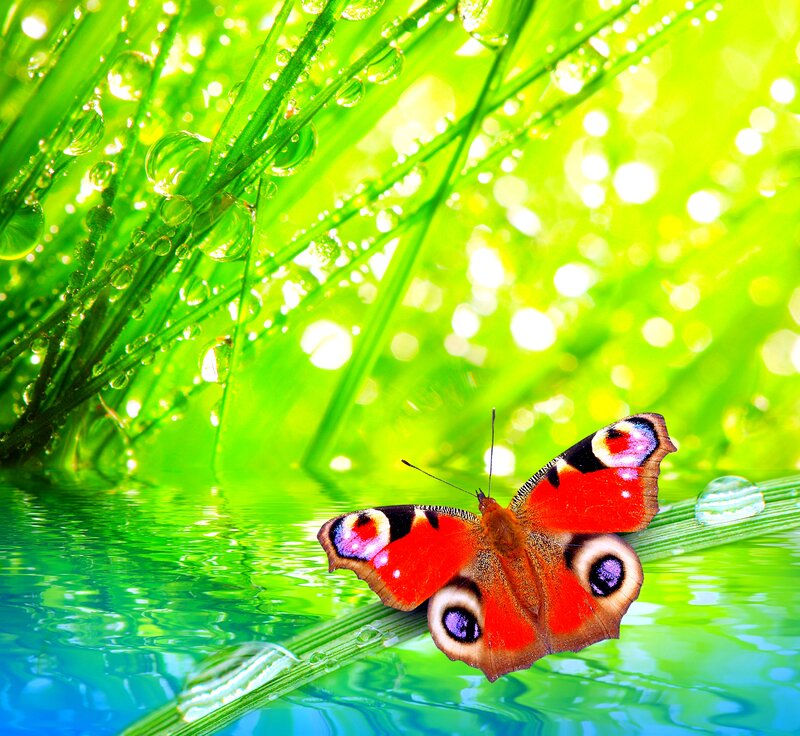Peacock Butterfly — Green