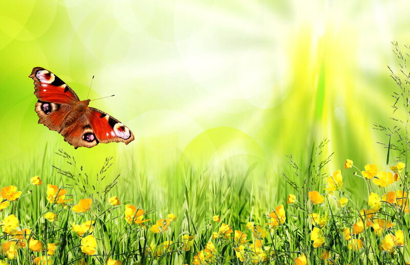 Peacock Butterfly in Field