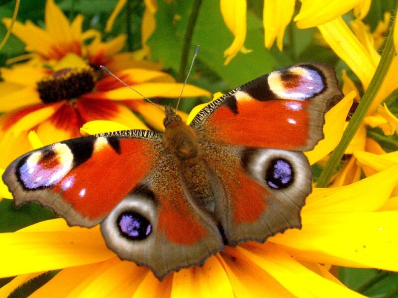 peacock butterfly on a flower