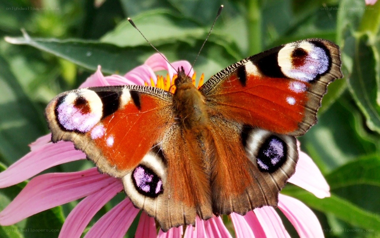 Peacock butterfly on a flower