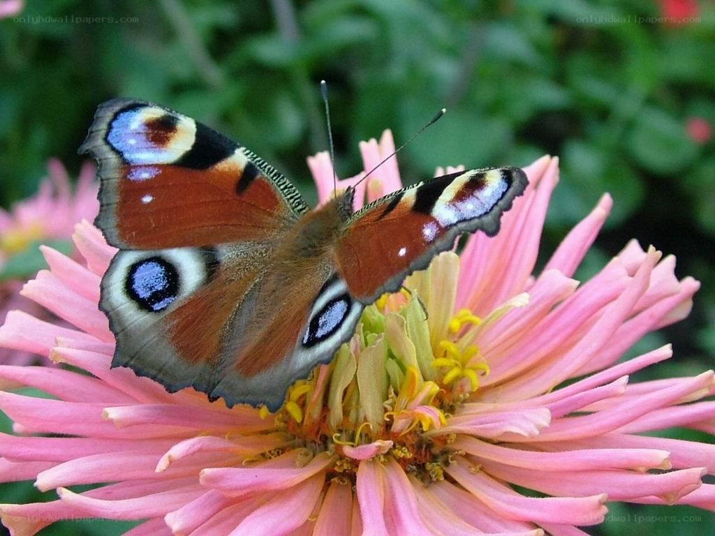 peacock butterfly on a flower