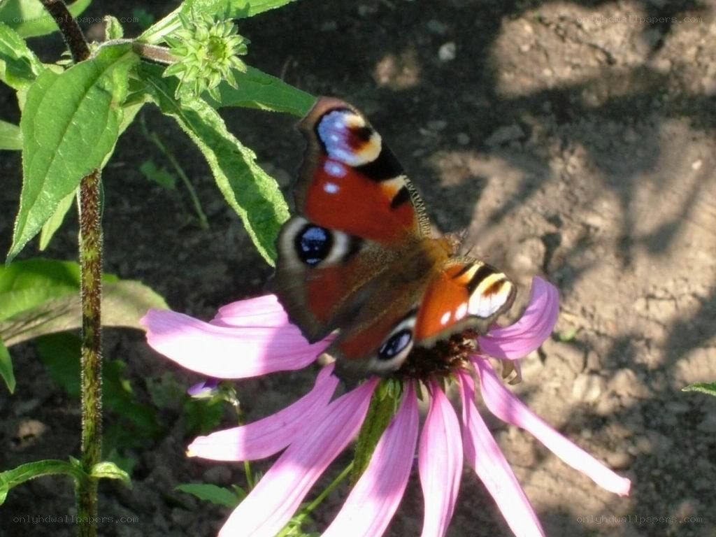 Peacock butterfly on a flower