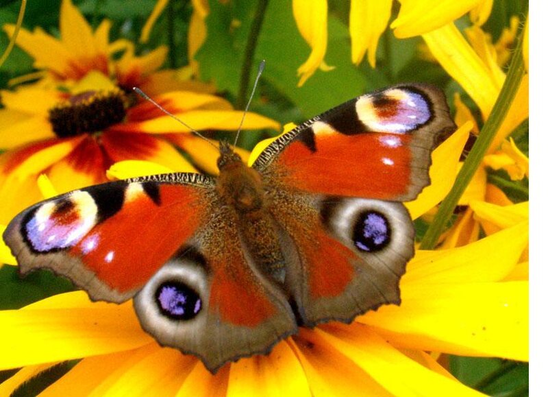 Peacock butterfly on a flower