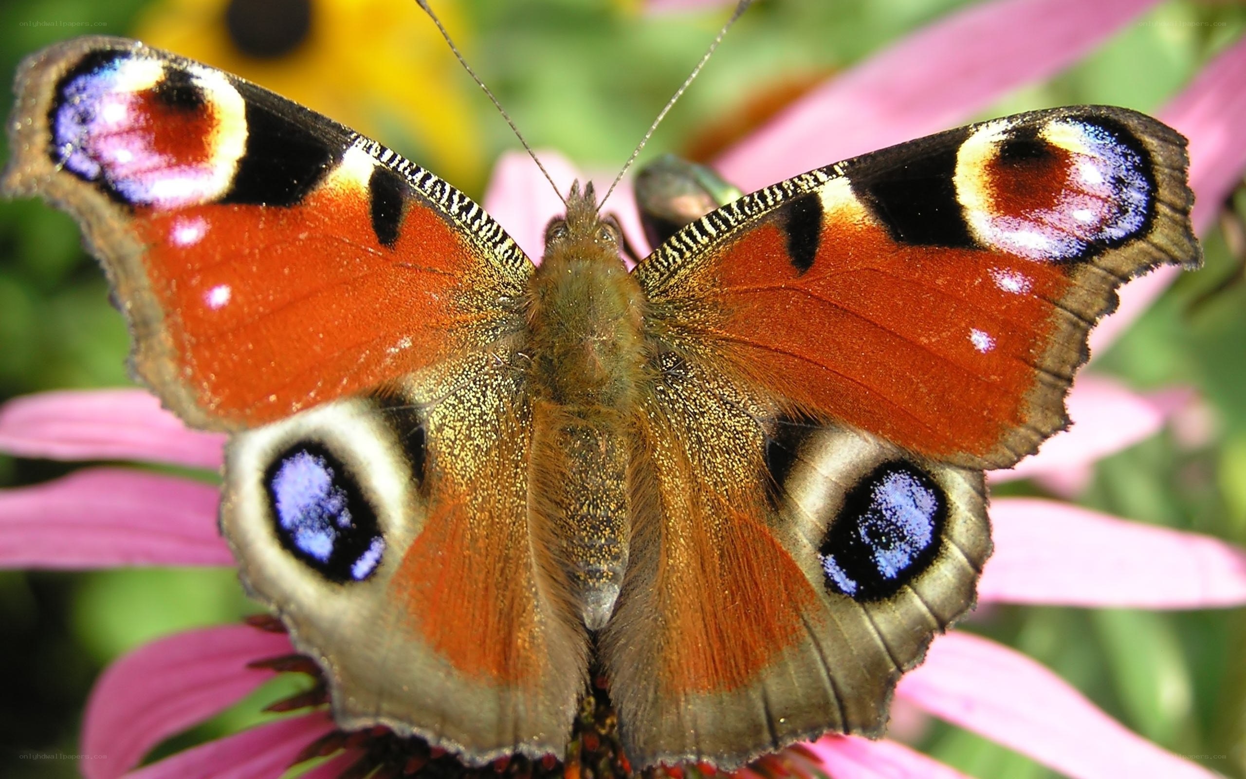 peacock butterfly on a flower