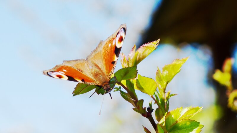 peacock butterfly on a leaf