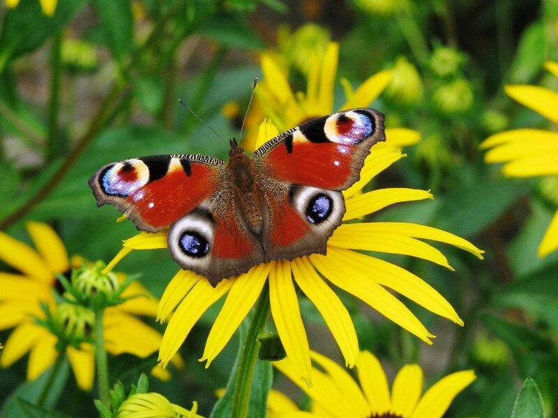 Peacock butterfly on a yellow flower