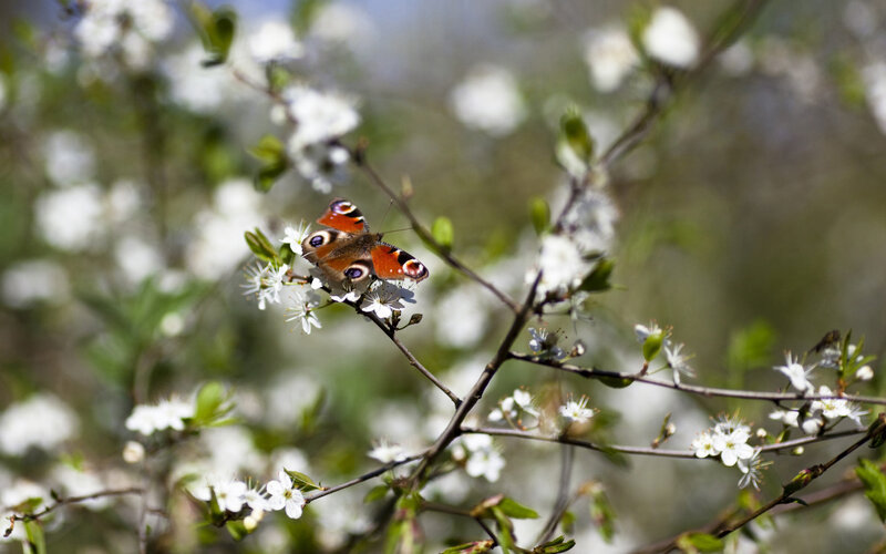 Peacock Butterfly on Blossom