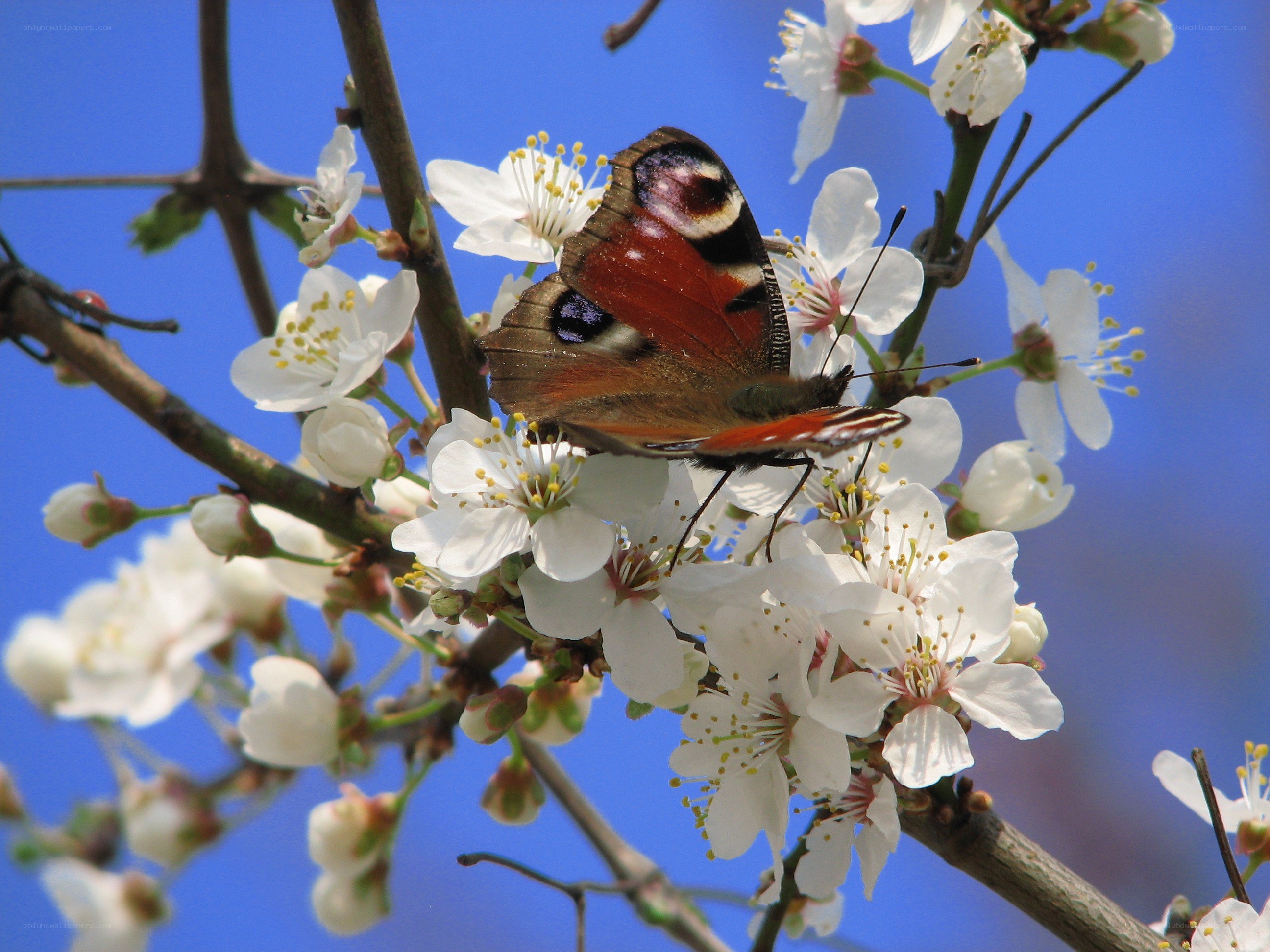 Peacock butterfly on blossoms
