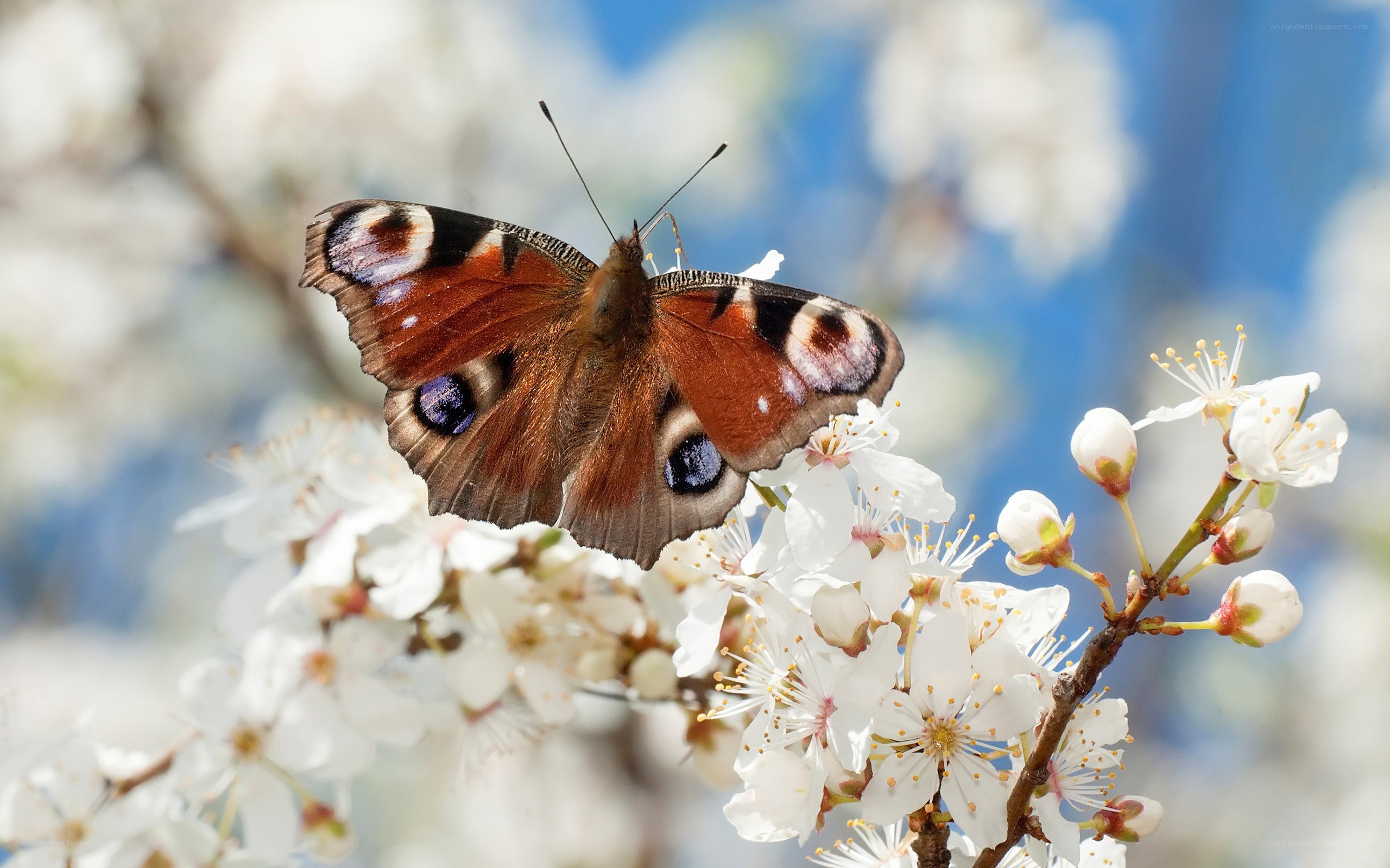 Peacock butterfly on blossoms