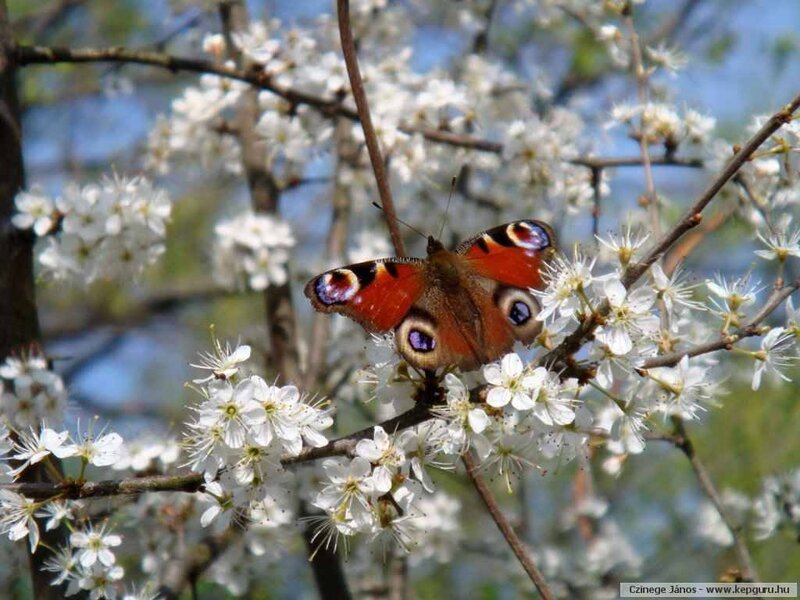Peacock butterfly on blossoms