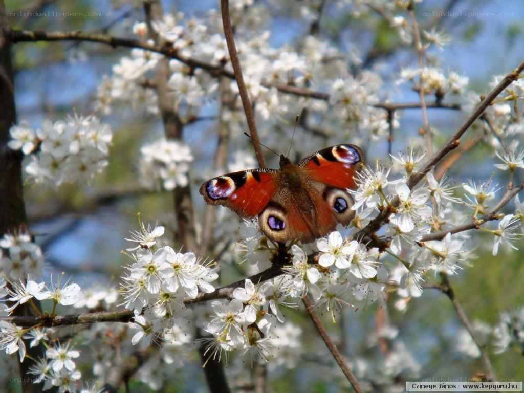 Peacock butterfly on blossoms