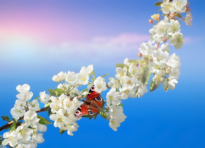 Peacock Butterfly on Blossoms — Blue