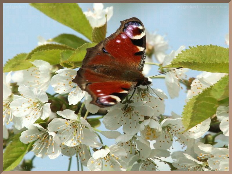 Peacock butterfly on cherry blossoms