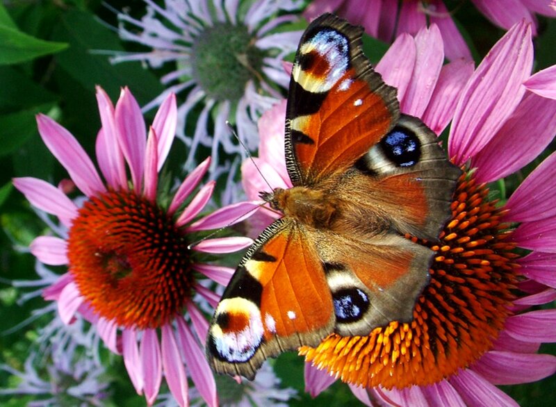 Peacock Butterfly on Coneflower — Pink, Natural