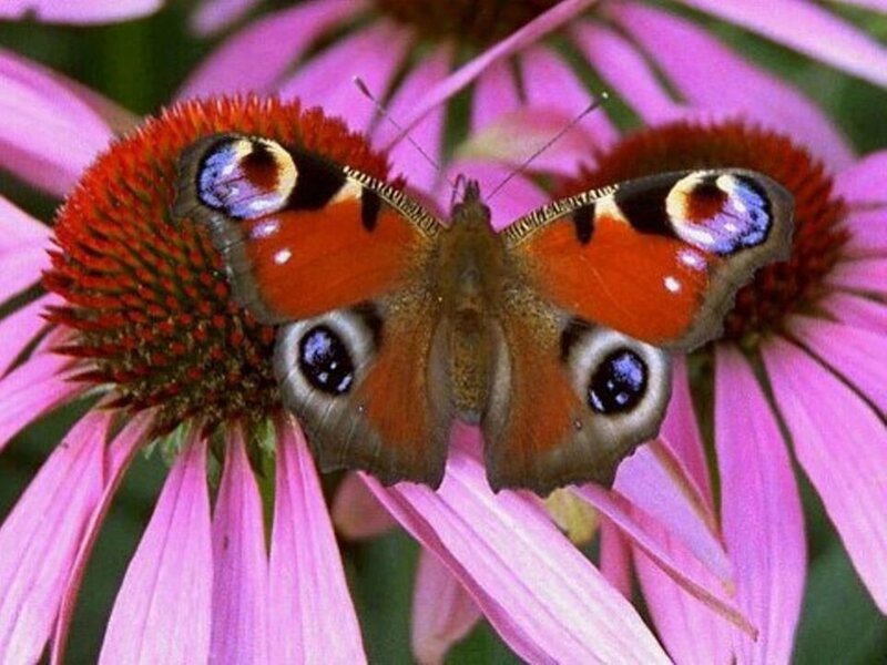 Peacock Butterfly on Coneflower — Pink
