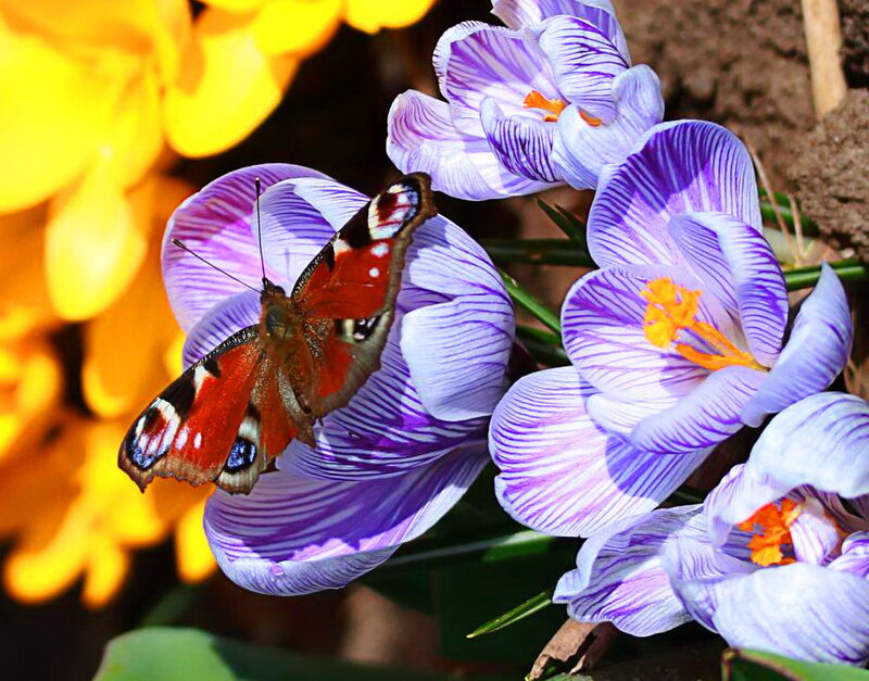 Peacock Butterfly on Crocus