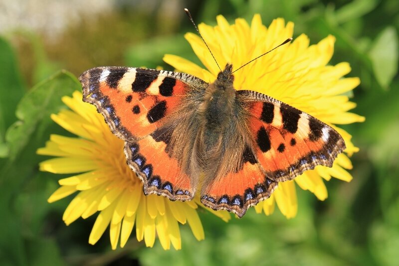 Peacock Butterfly on Dandelion — Yellow