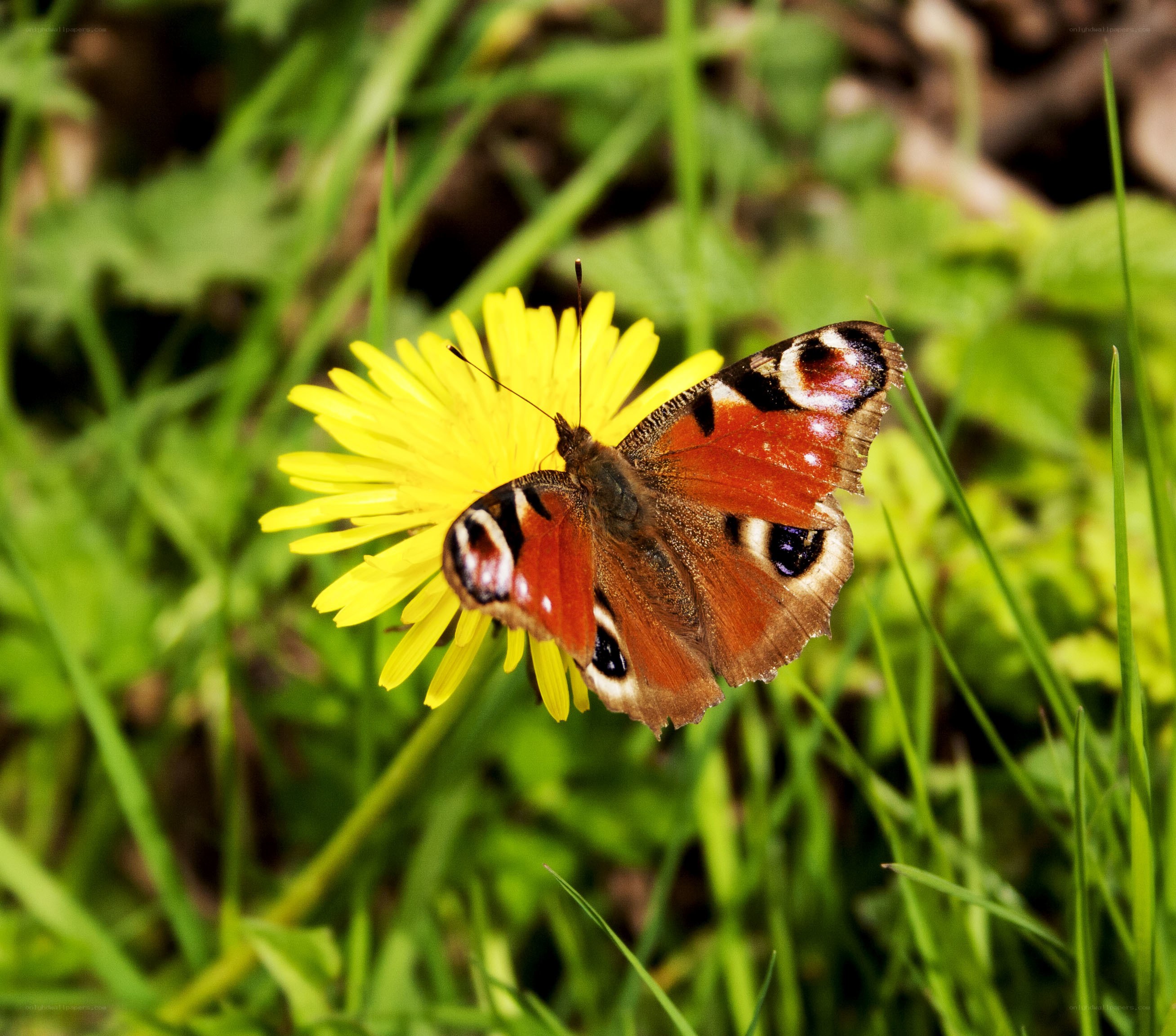 Peacock butterfly on dandelion