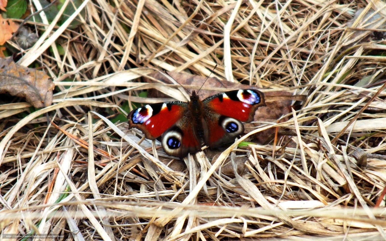 Peacock butterfly on dry grass