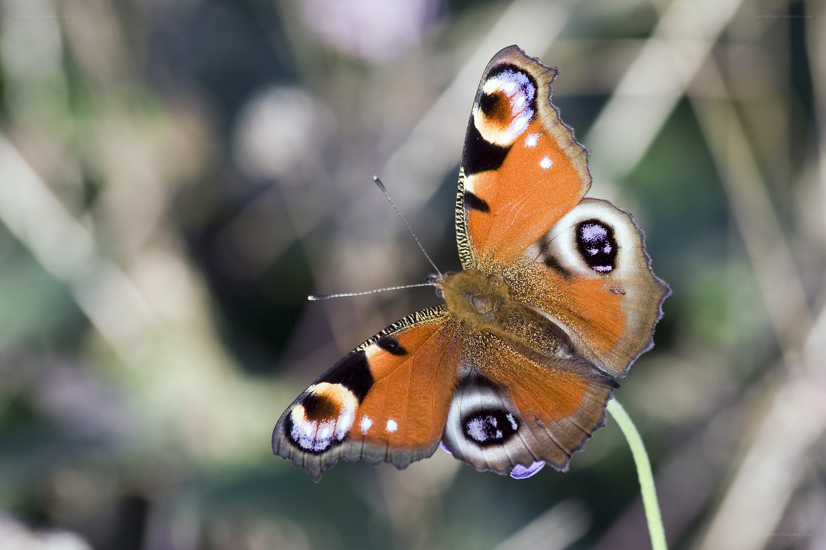 Peacock butterfly on flower