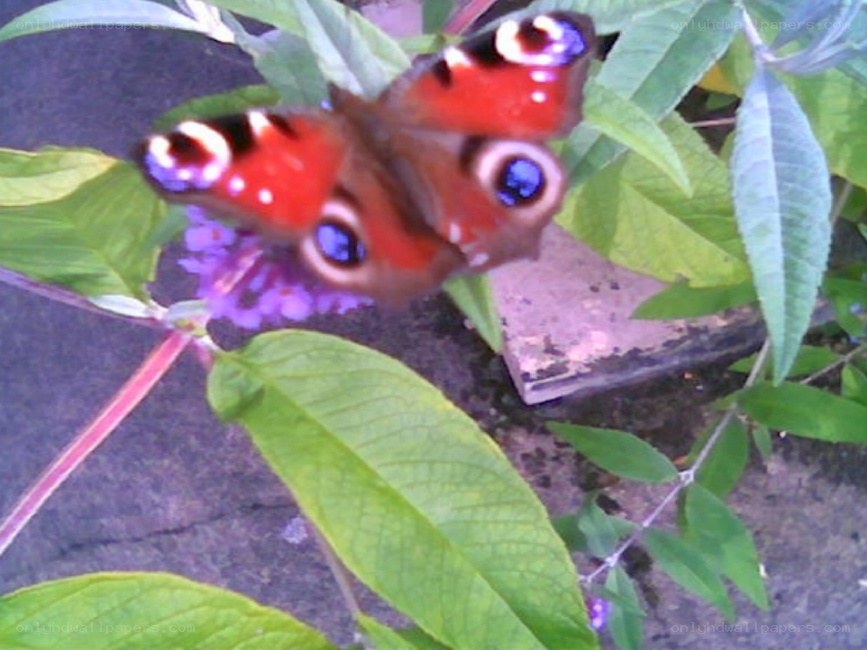 peacock butterfly on flower