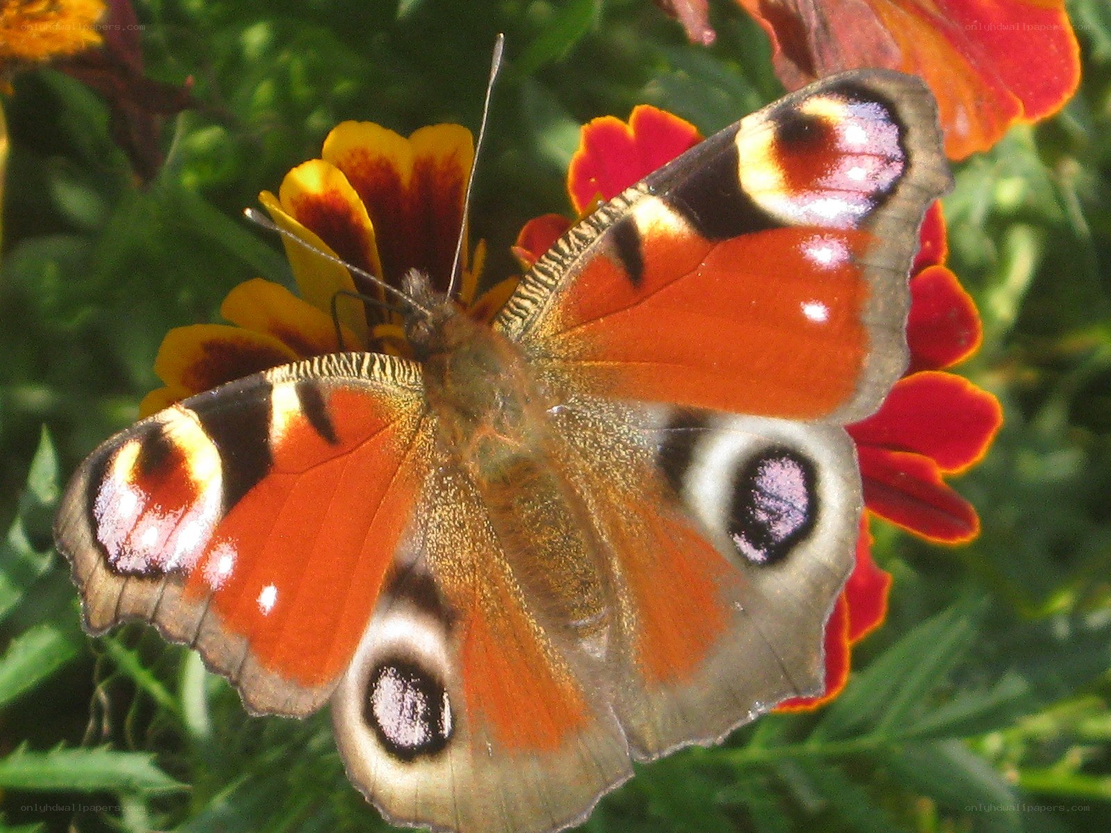 Peacock butterfly on flower