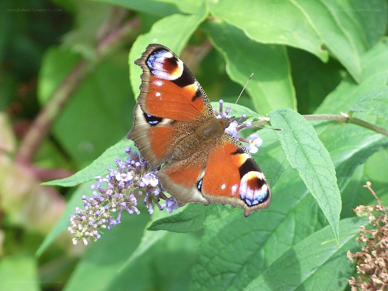 Peacock butterfly on flower