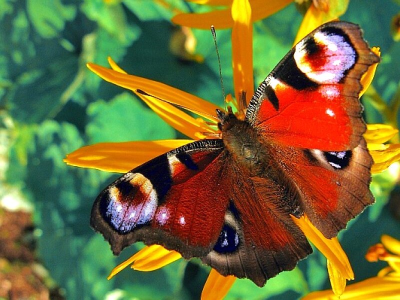 peacock butterfly on flower