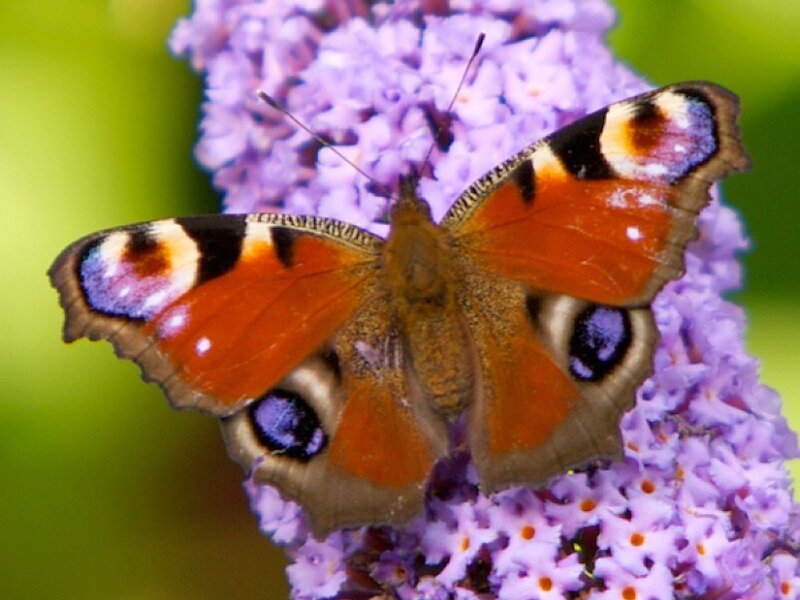 peacock butterfly on flower